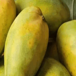 Imam Pasand Mango Grafted Plant