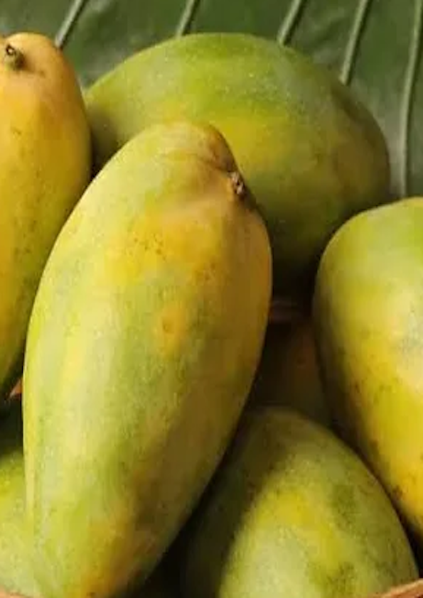Imam Pasand Mango Grafted Plant