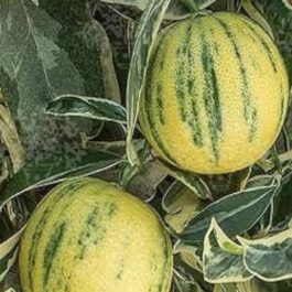 Variegated Vietnam Malta Grafted Plant