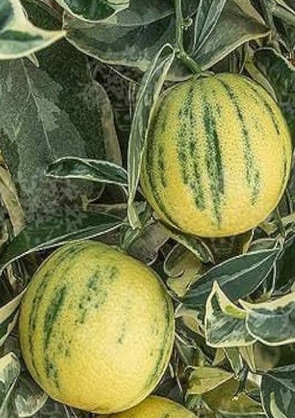 Variegated Vietnam Malta Grafted Plant