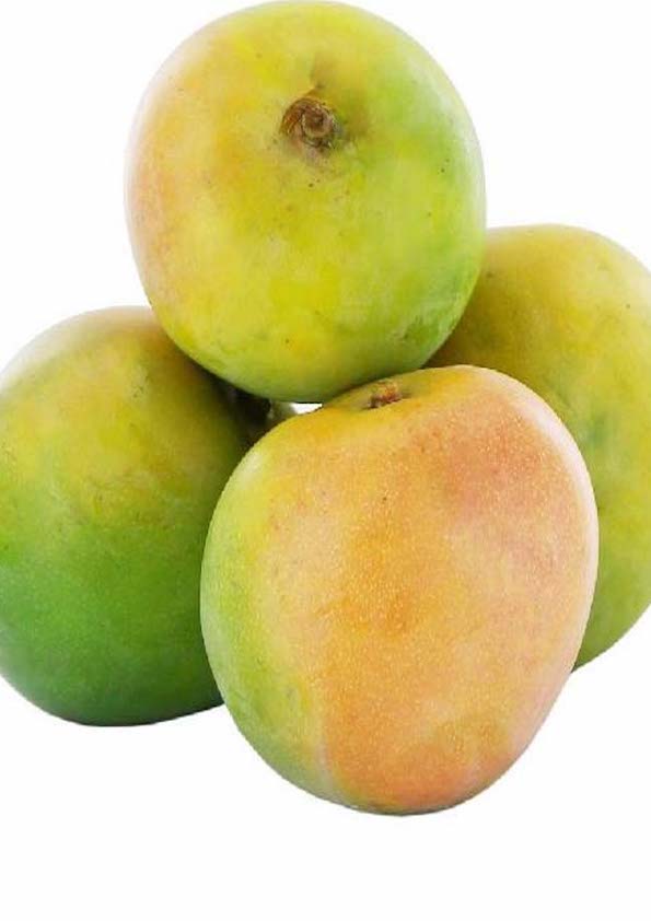 Mundappa Mango Grafted Plant