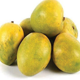 Mundappa Mango Grafted Plant