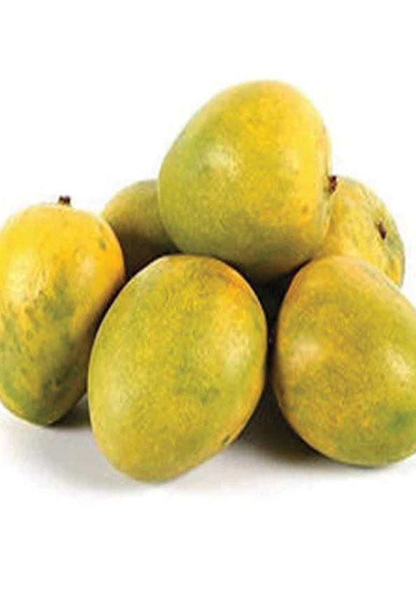 Mundappa Mango Grafted Plant