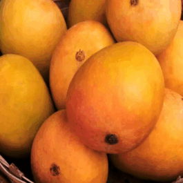 Alphonso Mango Grafted Plant