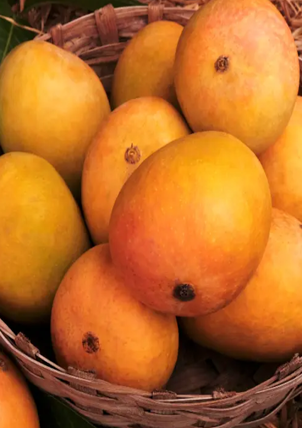 Alphonso Mango Grafted Plant