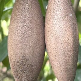 Thai Long Sapota/Chikoo Grafted Plant