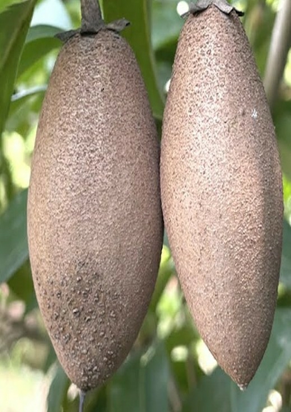 Thai Long Sapota/Chikoo Grafted Plant