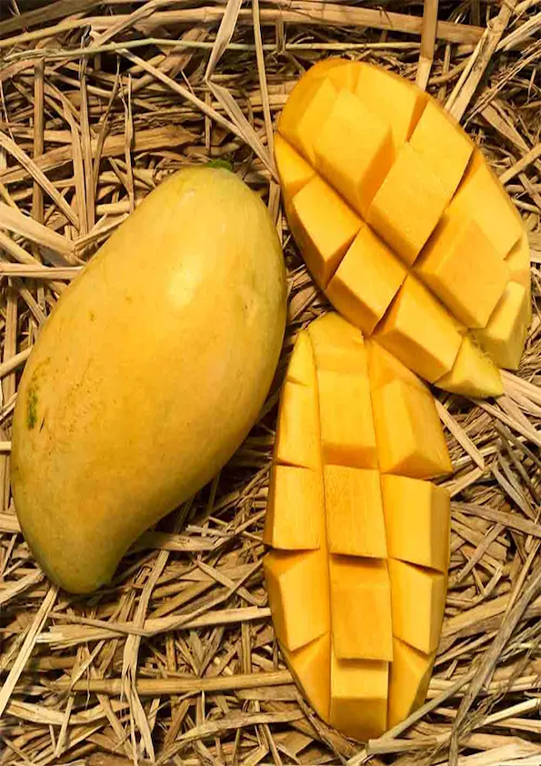 Mallika Mango Grafted Plant