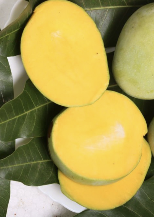 Mundappa Mango Grafted Plant