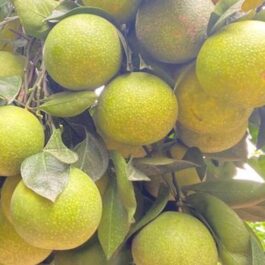 Vietnam Malta Grafted Plant