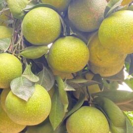 Vietnam Malta Grafted Plant