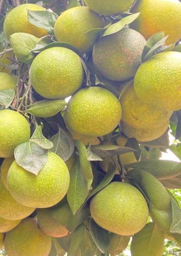 Vietnam Malta Grafted Plant