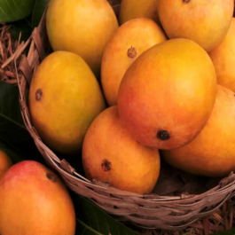 Alphonso Mango Grafted Plant
