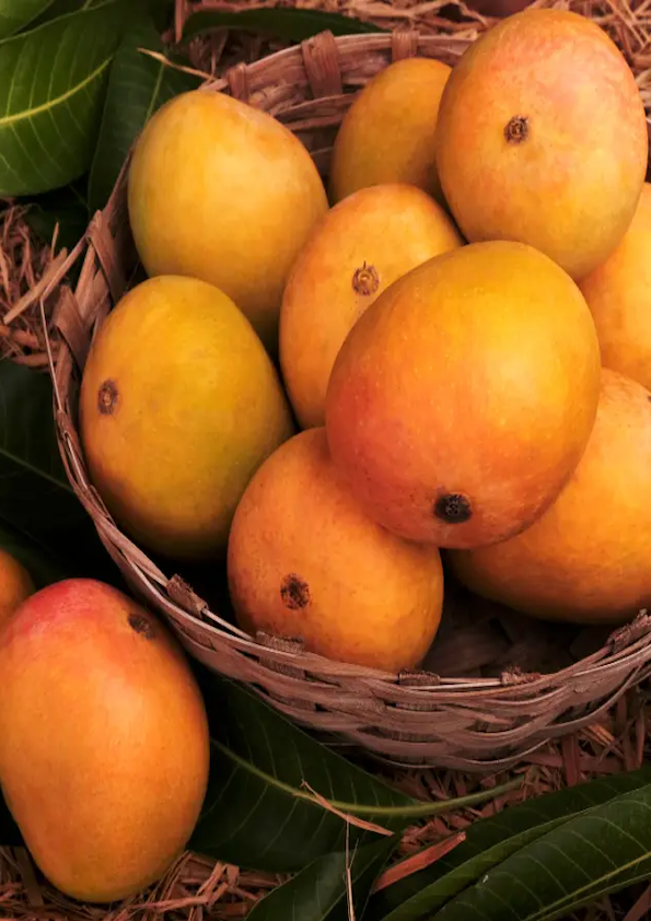 Alphonso Mango Grafted Plant