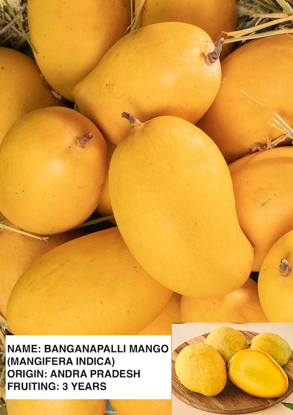 Banganapalli Mango Grafted Plant