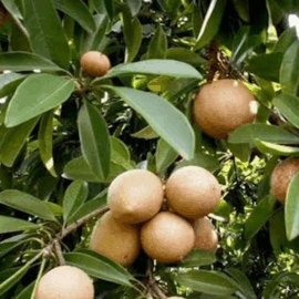 Kalipatti Sapota/Chikoo Grafted Plant