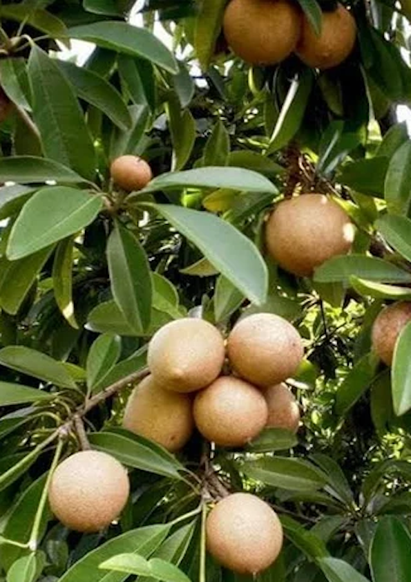 Kalipatti Sapota/Chikoo Grafted Plant