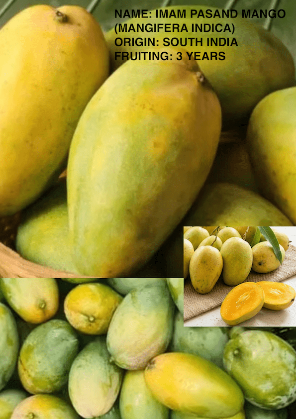 Imam Pasand Mango Grafted Plant