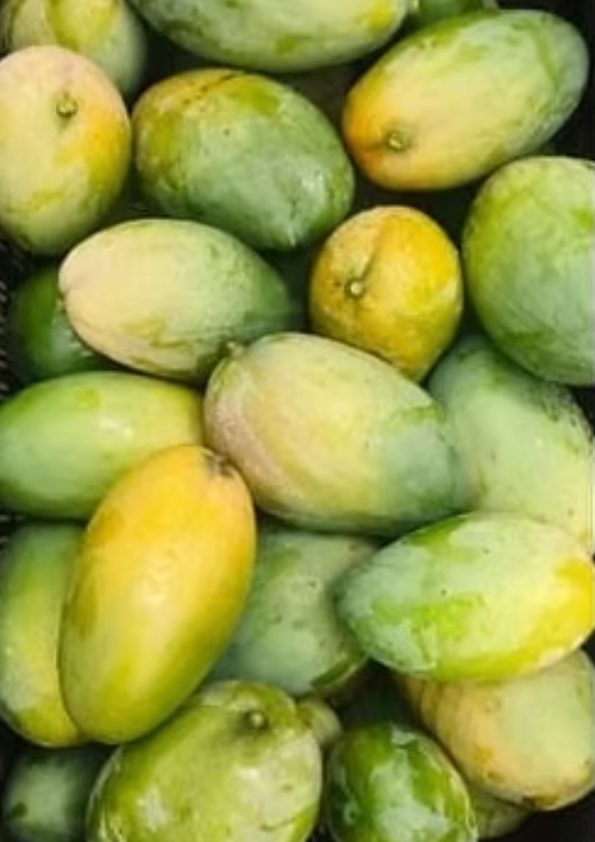 Imam Pasand Mango Grafted Plant