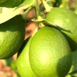 Baramasi Kagzi Lemon Grafted Plant