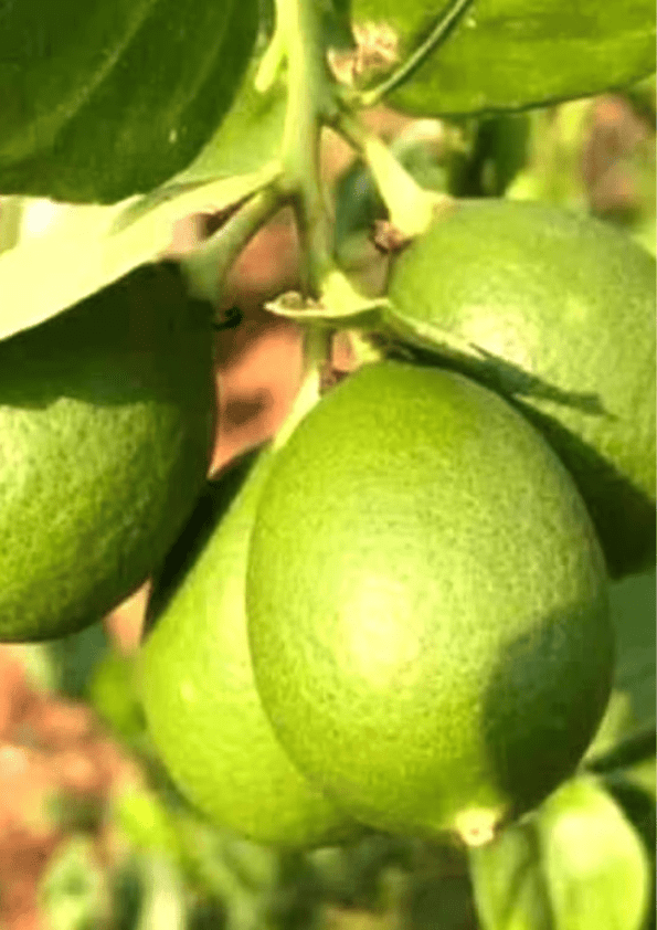 Baramasi Kagzi Lemon Grafted Plant