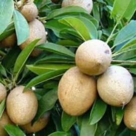 Kalipatti Sapota/Chikoo Grafted Plant