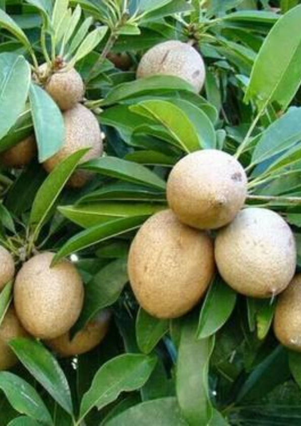 Kalipatti Sapota/Chikoo Grafted Plant