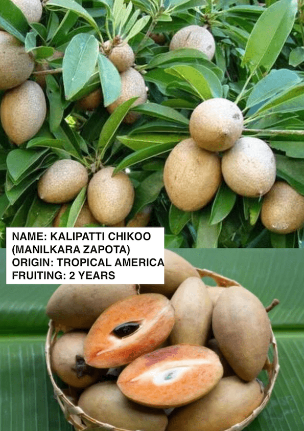 Kalipatti Sapota/Chikoo Grafted Plant