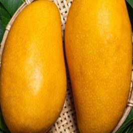 Mallika Mango Grafted Plant