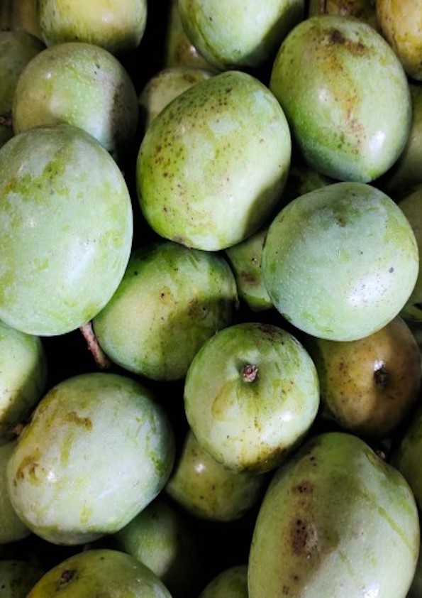 Mundappa Mango Grafted Plant
