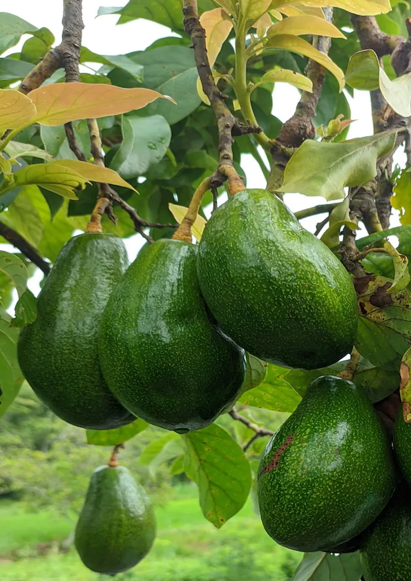 Avacado/Butter Fruit Plant