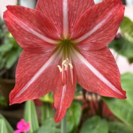 Amaryllis Lily Red Bulb
