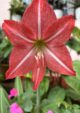Amaryllis Lily Red Bulb