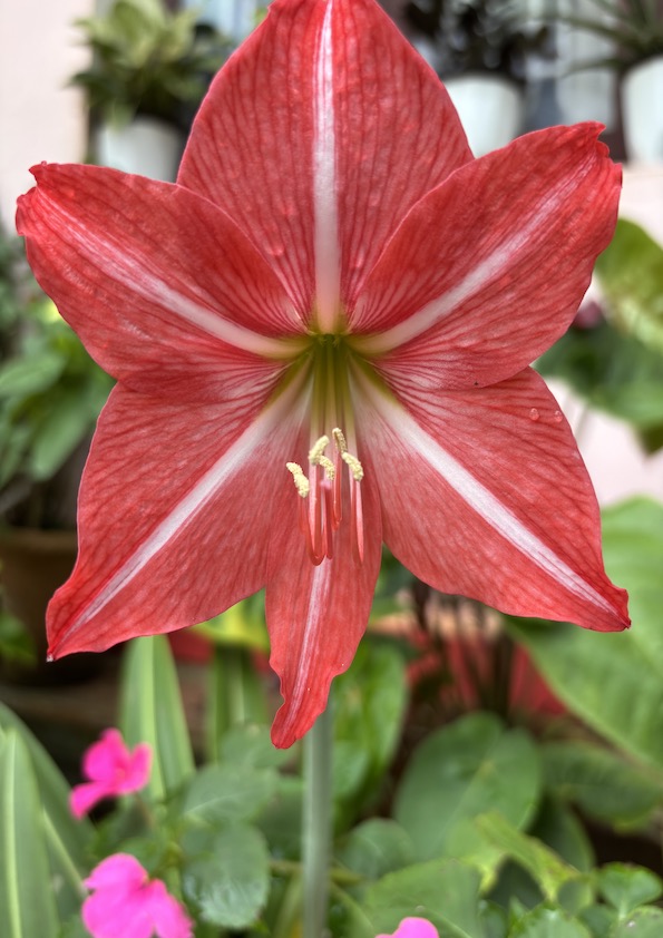 Amaryllis Lily Red Bulb