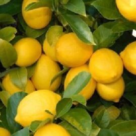 Baramasi Kagzi Lemon Grafted Plant