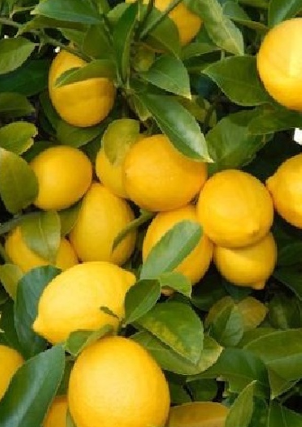 Baramasi Kagzi Lemon Grafted Plant