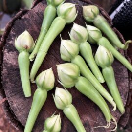 Clove Beans Seeds