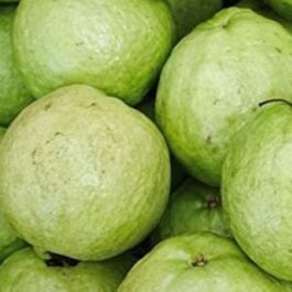 VNR Guava Grafted Plant