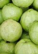VNR Guava Grafted Plant