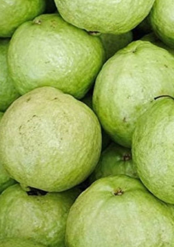 VNR Guava Grafted Plant