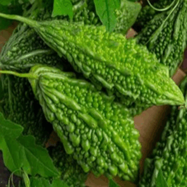Bitter Gourd Small Seeds