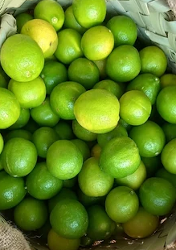 Pooja Lemon Grafted Plant