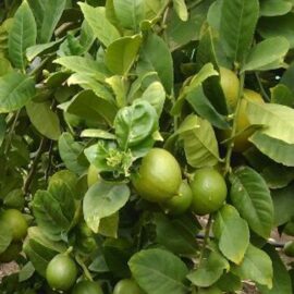 Thai Seedless Lemon Grafted Plant