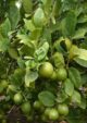 Thai Seedless Lemon Grafted Plant