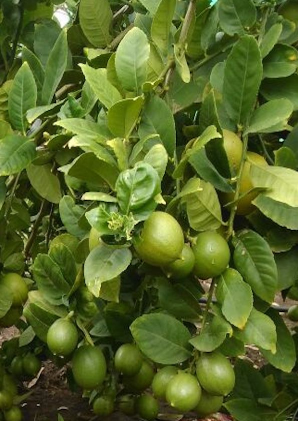 Thai Seedless Lemon Grafted Plant