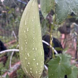 Sponge Gourd Medium Seeds
