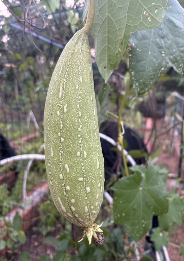 Sponge Gourd Medium Seeds