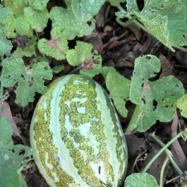 Thai Muskmelon Seeds
