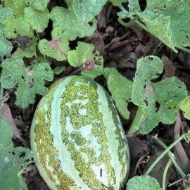 Thai Muskmelon Seeds