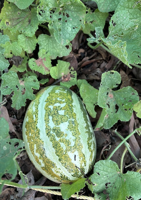 Thai Muskmelon Seeds